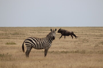 Naklejka premium Gnou 