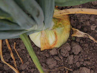 onion in the garden