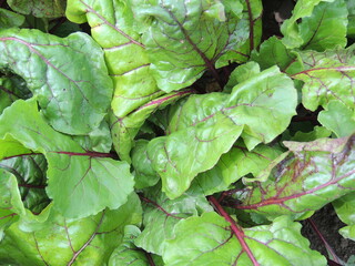 green leaves background