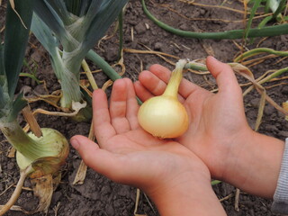 hand holding a onion