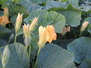 cabbage in the field