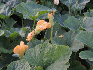 red cabbage in the garden