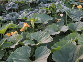 cabbage in the garden