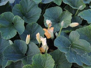 cabbage in the garden