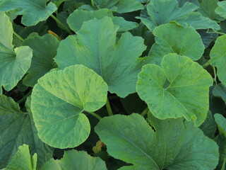 green leaves in the garden