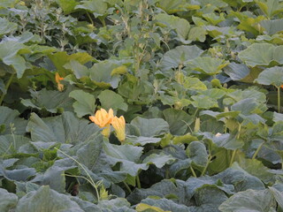 cabbage in the garden