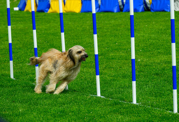 A excited dog races through blue and white weave poles at an outdoor agility competition. The bright green grass enhances the lively atmosphere, perfect for spring events