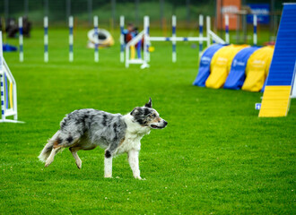 A border collie swiftly navigates an agility course during a vibrant summer competition. Colorful...