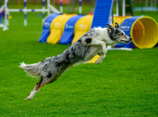 A skilled dog launches into the air, navigating agility obstacles in a grassy park. The event showcases the dog's athletic ability and training dedication