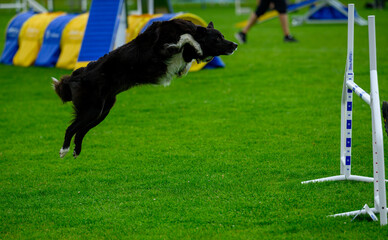 A black and white dog leaps over a hurdle while participating in an agility competition. Spectators are visible in the background, adding excitement to the event