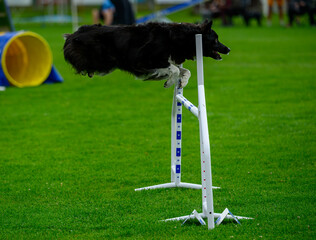 A black and white dog leaps over a hurdle while participating in an agility competition. Spectators are visible in the background, adding excitement to the event