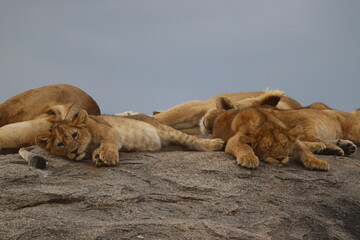 Lion