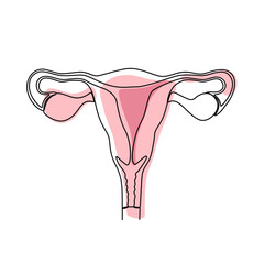 Uterus with ovaries on a white background. The female organ. Vector illustration.