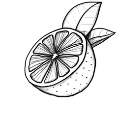 Citrus fruit, Hand-drawn pencil drawing, illustration, transparent background, PNG, no ai