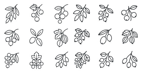 Set of 12 different types of leaves. The leaves are all different shapes and sizes. Some are small and thin, while others are large and thick. The leaves are all connected to a central stem
