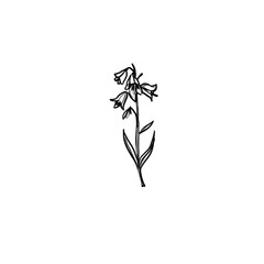 Cornflower, meadow flower, summer, Hand-drawn pencil drawing, illustration, transparent background, PNG, no ai