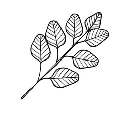 Cornflower, meadow flower, summer, Hand-drawn pencil drawing, illustration, transparent background, PNG, no ai