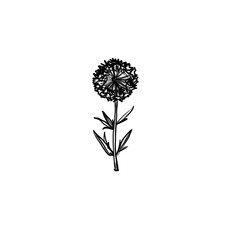 Cornflower, meadow flower, summer, Hand-drawn pencil drawing, illustration, transparent background, PNG, no ai