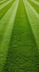 Close-up of lush green grass blades, representing nature and freshness