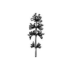 Cornflower, meadow flower, summer, Hand-drawn pencil drawing, illustration, transparent background, PNG, no ai
