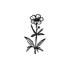 Cornflower, meadow flower, summer, Hand-drawn pencil drawing, illustration, transparent background, PNG, no ai