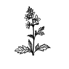 Cornflower, meadow flower, summer, Hand-drawn pencil drawing, illustration, transparent background, PNG, no ai