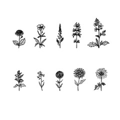 Cornflower, meadow flower, summer, Hand-drawn pencil drawing, illustration, transparent background, PNG, no ai