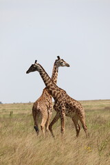 Girafe