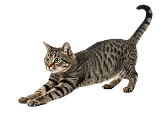 A lithe, agile domestic shorthair tabby cat with distinctive brown and grey stripes and vibrant green eyes, captured in a low, stretched pouncing posture, tail raised, on a transparent seamless
