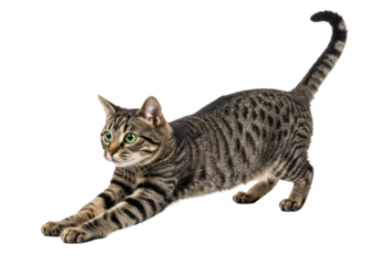 A lithe, agile domestic shorthair tabby cat with distinctive brown and grey stripes and vibrant green eyes, captured in a low, stretched pouncing posture, tail raised, on a transparent seamless