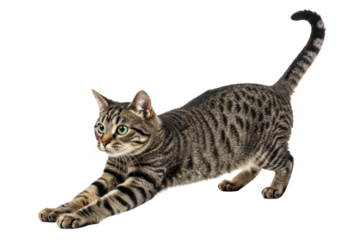 A lithe, agile domestic shorthair tabby cat with distinctive brown and grey stripes and vibrant green eyes, captured in a low, stretched pouncing posture, tail raised, on a transparent seamless