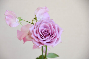 薔薇とスイートピー