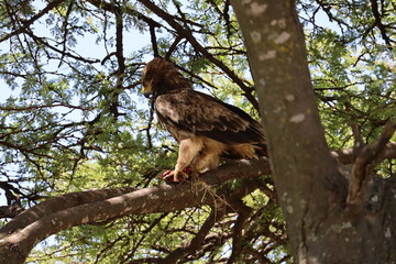 Aigle