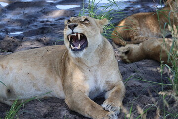 Lion