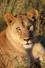Lionne