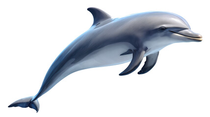 Obraz premium Dolphin