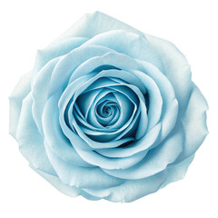 Close up of a delicate light blue rose bloom isolated on transparent background