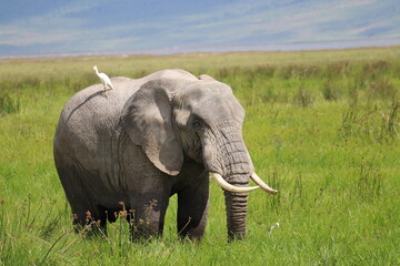 Elephant