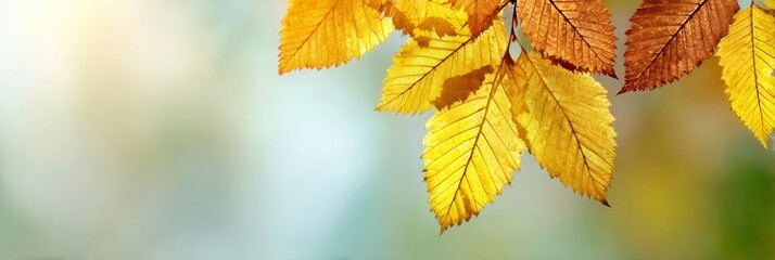 Obraz premium Vibrant and Colorful Autumn Foliage Showcasing Nature s Beauty in a Soft, Diffuse Background