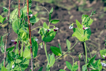 Blooming peas in a garden bed on a summer day