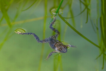 A young toad swims on a river on a summer day
