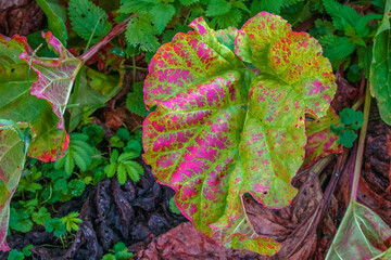 Colorful leaves of garden vegetables close-up on a summer day