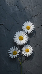 Tranquil White Daisies on Charcoal Stone
