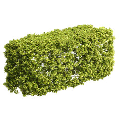 The Clipped Garden Hawthorn Hedge