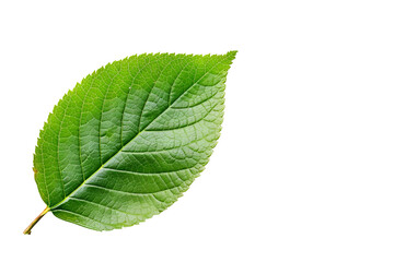 Obraz premium Vibrant Green Leaf on Black Background Botanical Beauty Nature Photography