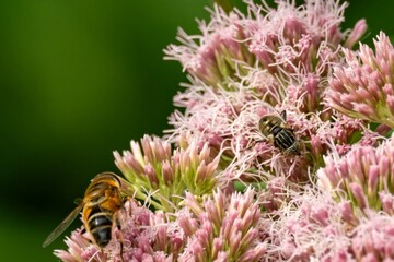 Bee and hoverfly pollinating pink eupatorium blossoms in summer garden