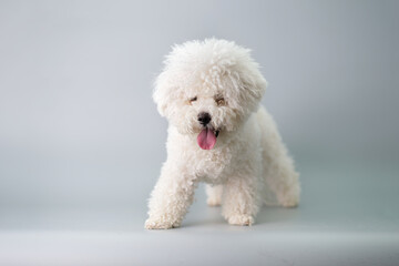 bichon frise before haircut in animal salon front view close-up