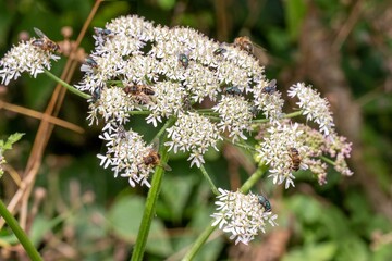 Bees and flies pollinating wild white flowers in summer meadow