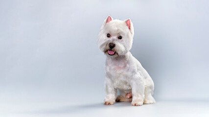 West highland white terrier after trimming. Trimmed westie. White dog.