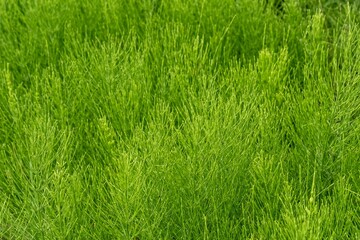 Equisetum arvense, field horsetail or common horsetail growing wild in nature